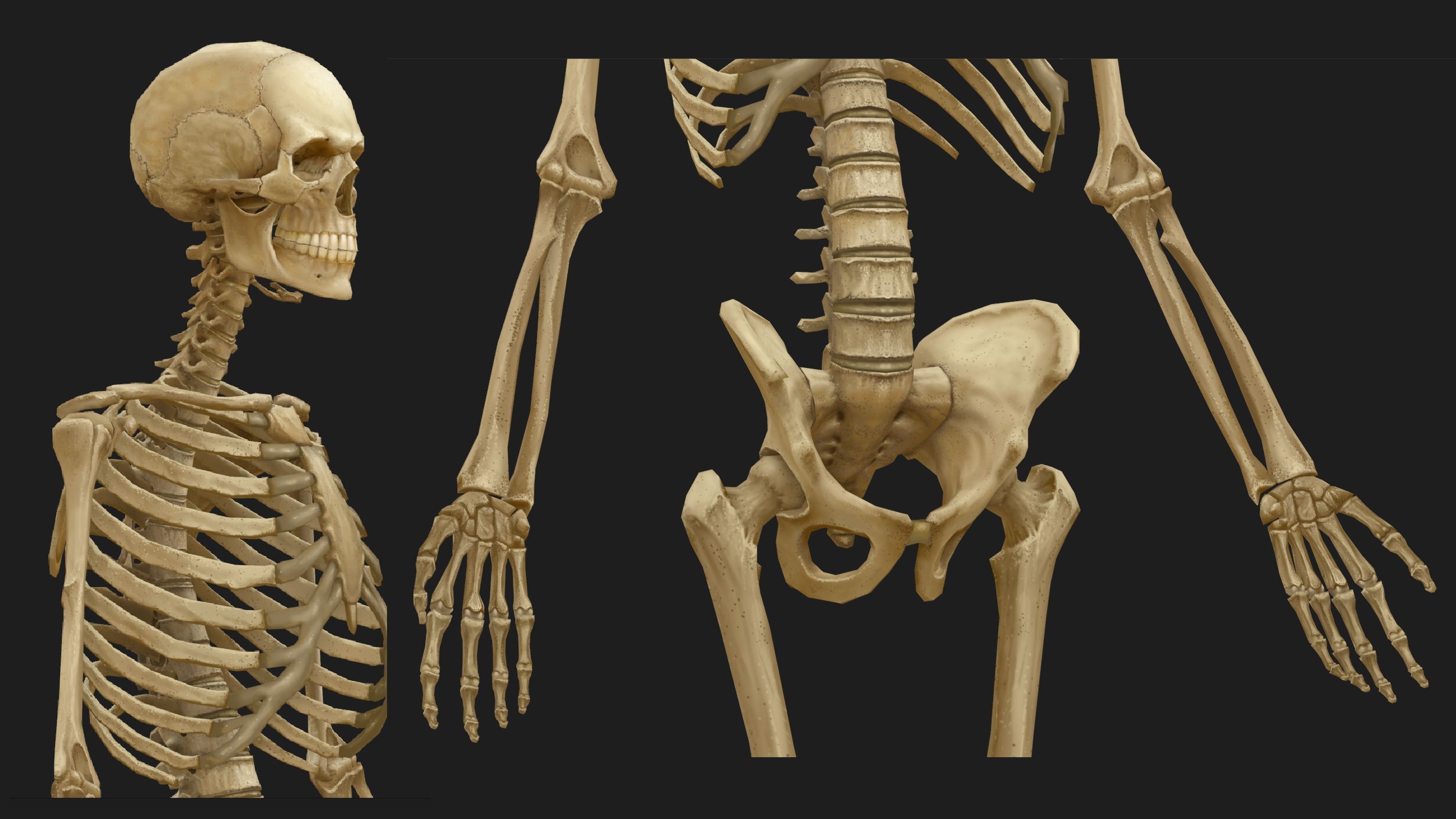 Hand Painted Anatomy model Low-poly 3D model_24