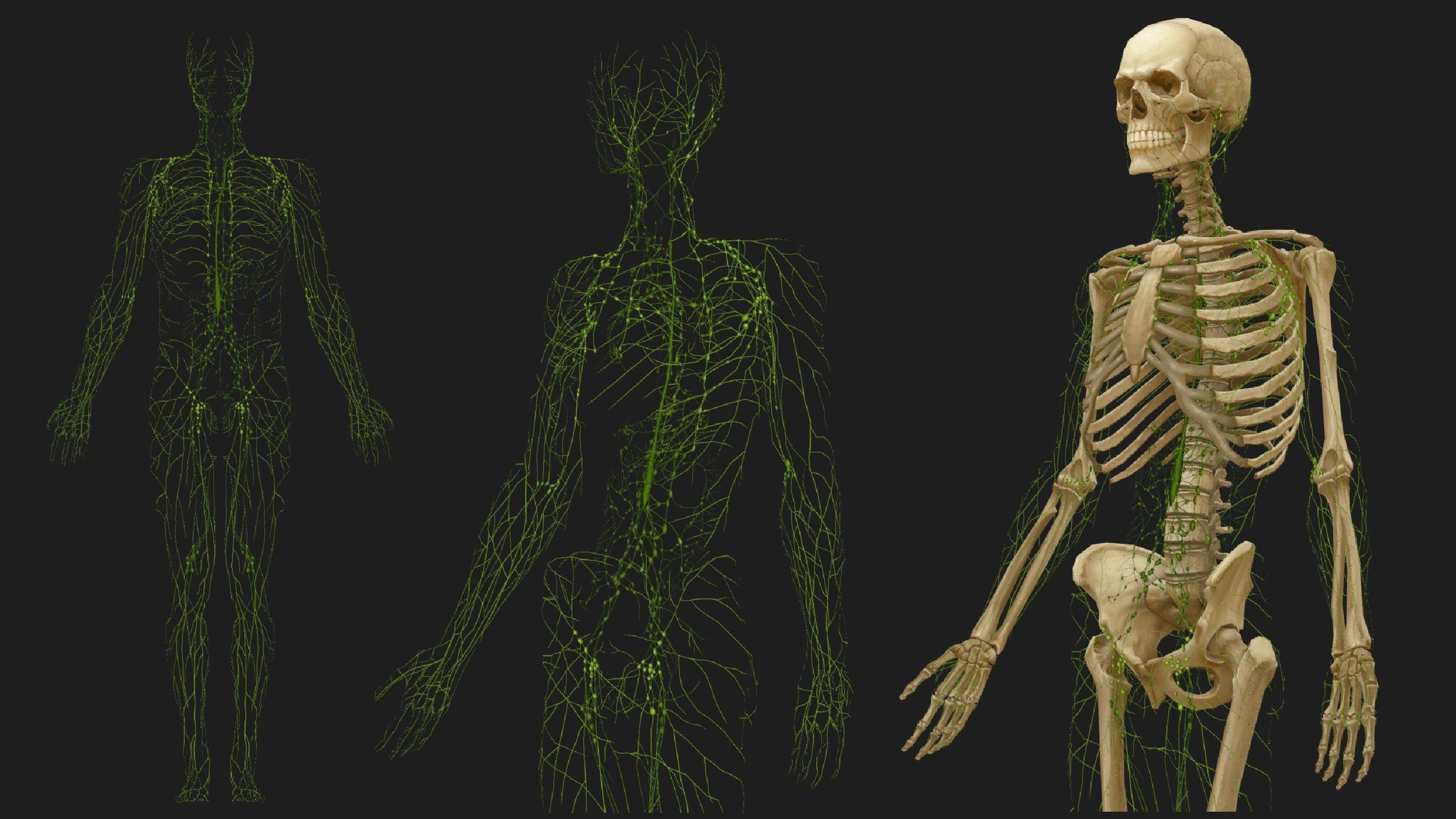 Hand Painted Anatomy model Low-poly 3D model_34