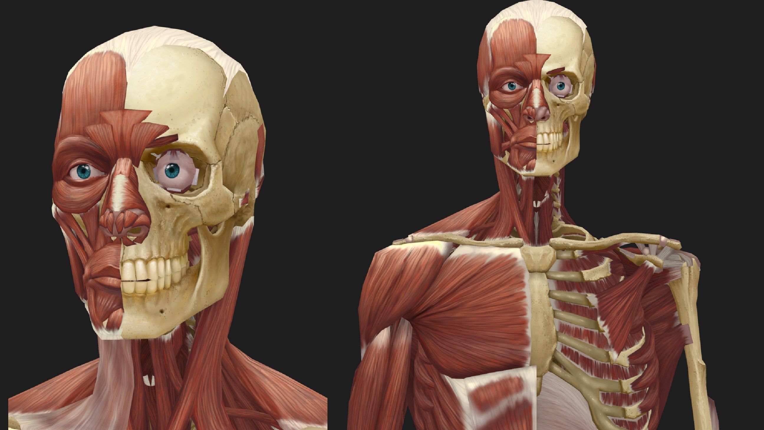 Hand Painted Anatomy model Low-poly 3D model_19