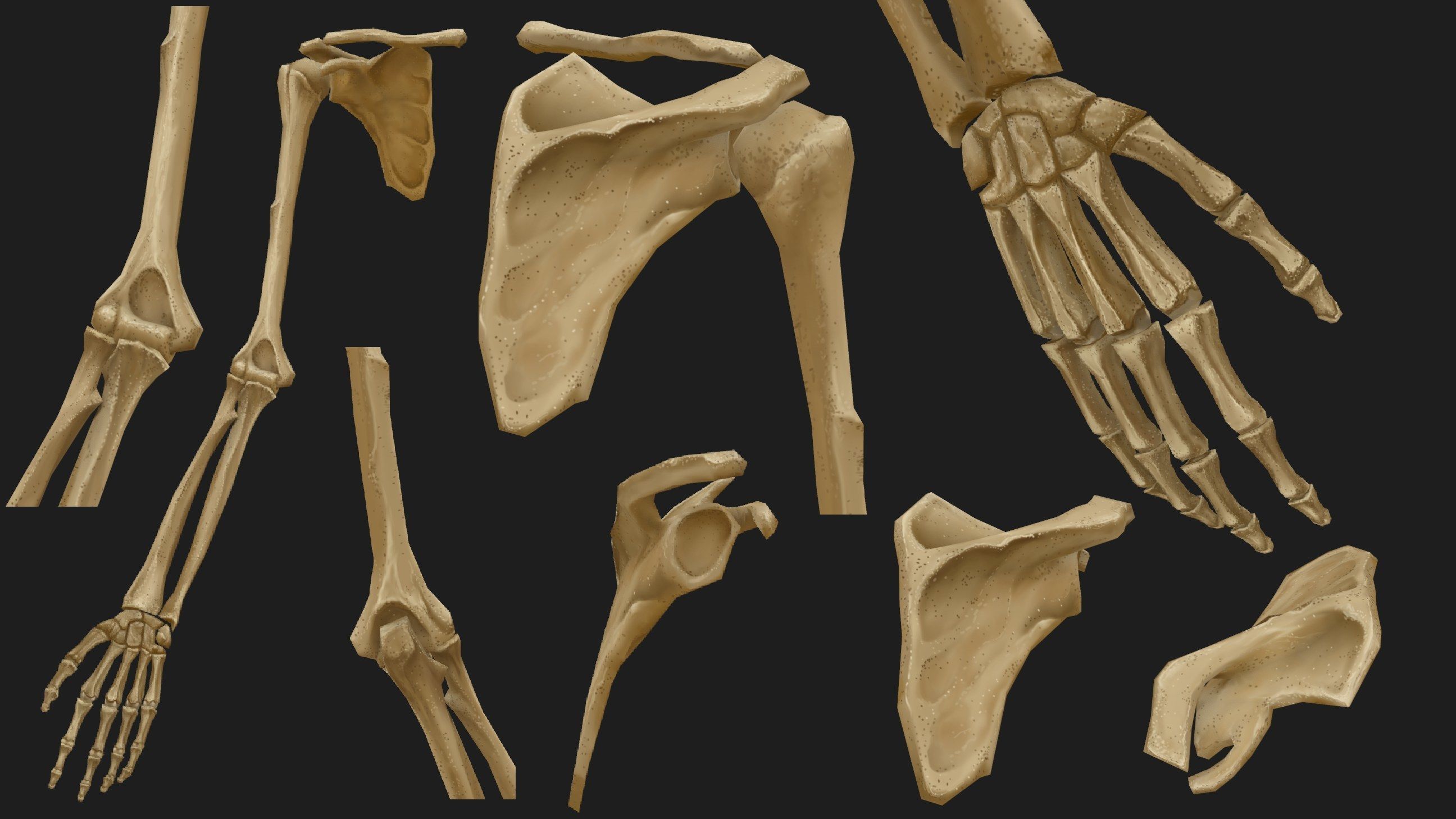Hand Painted Anatomy model Low-poly 3D model_8