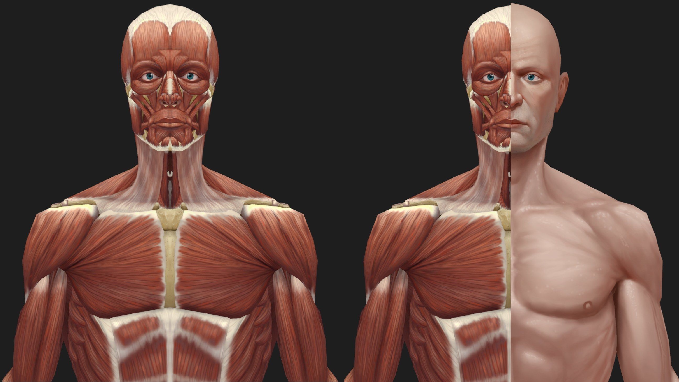Hand Painted Anatomy model Low-poly 3D model_15