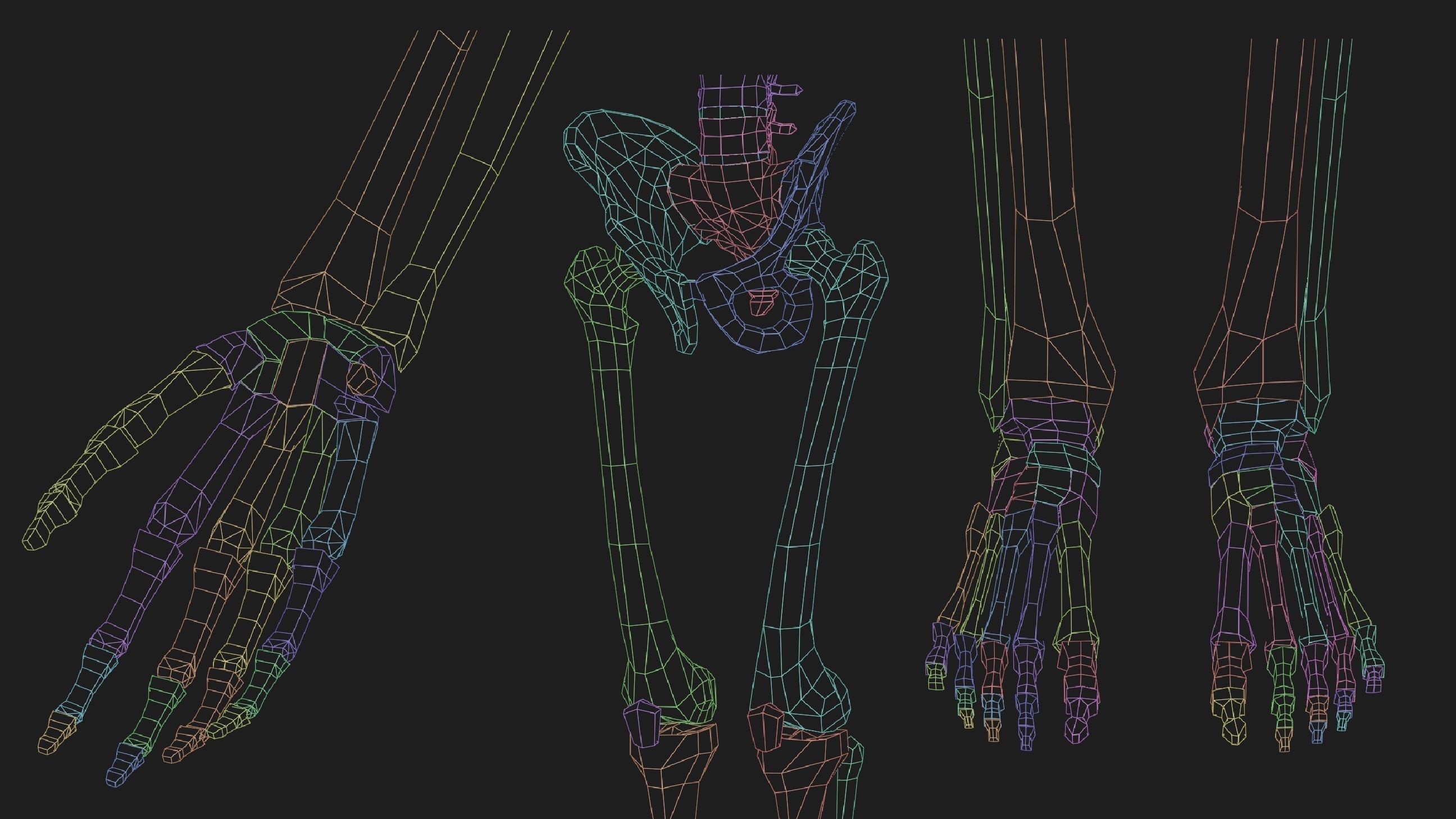 Hand Painted Anatomy model Low-poly 3D model_11