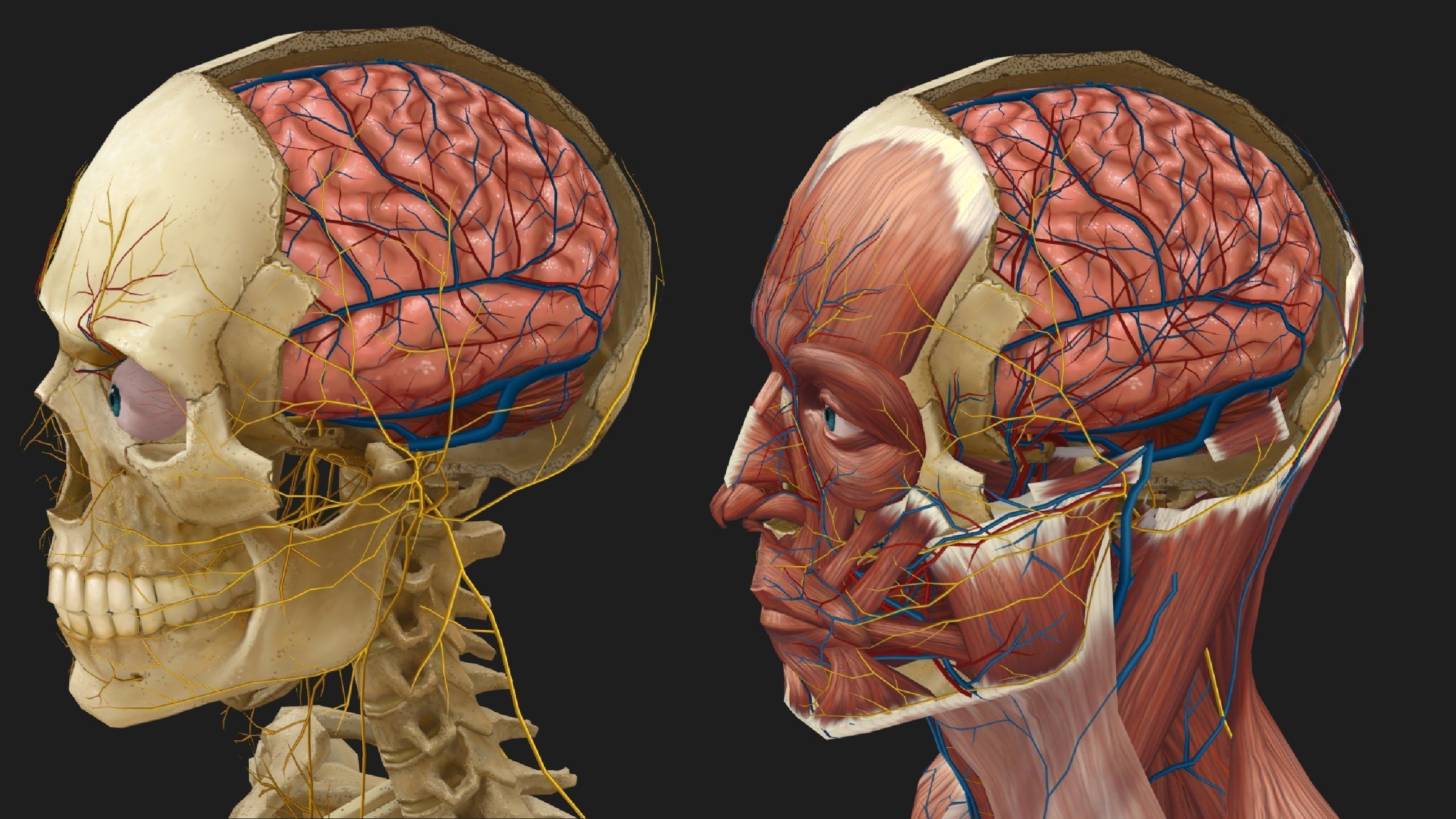 Hand Painted Anatomy model Low-poly 3D model_33