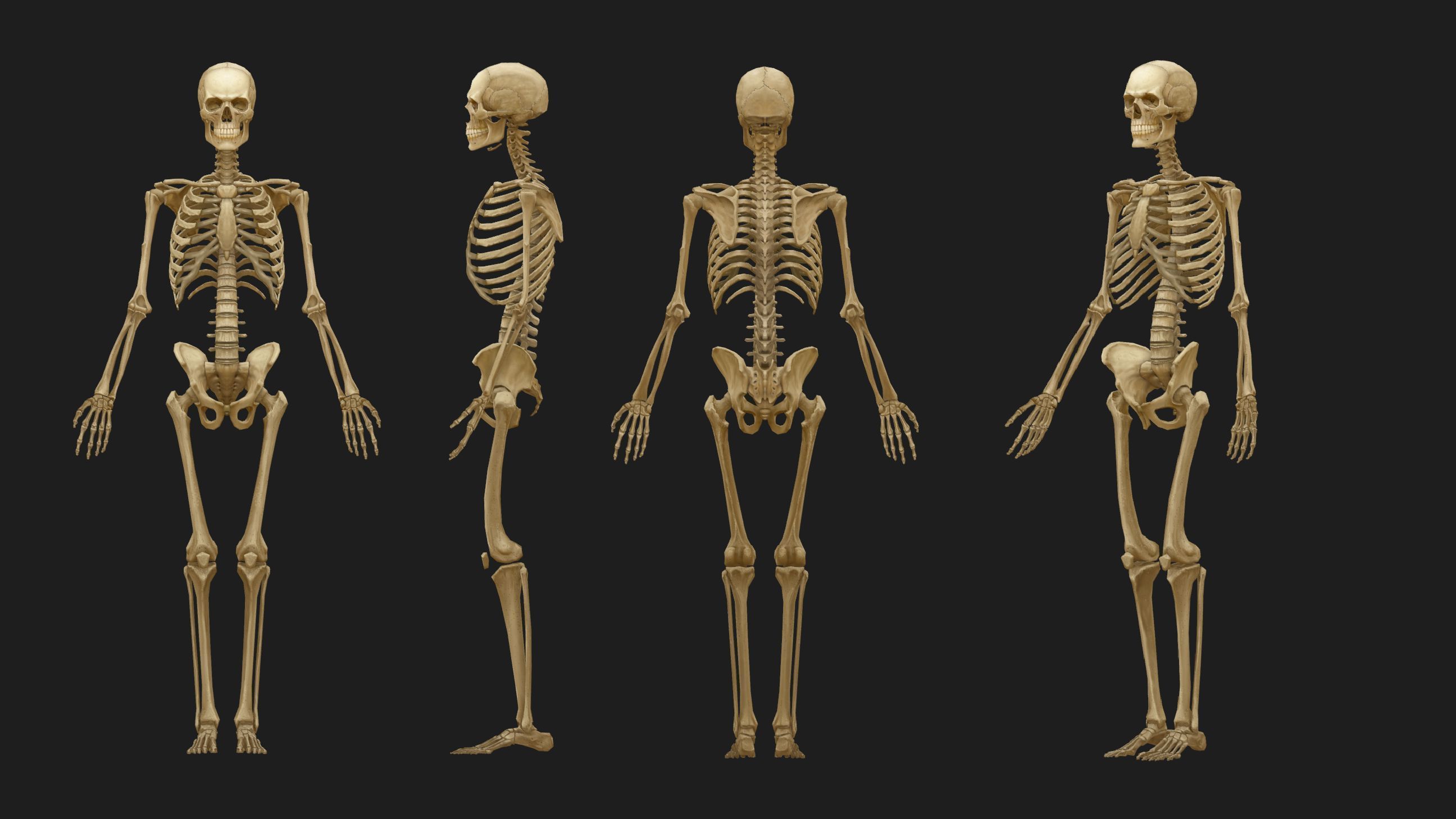 Hand Painted Anatomy model Low-poly 3D model_2