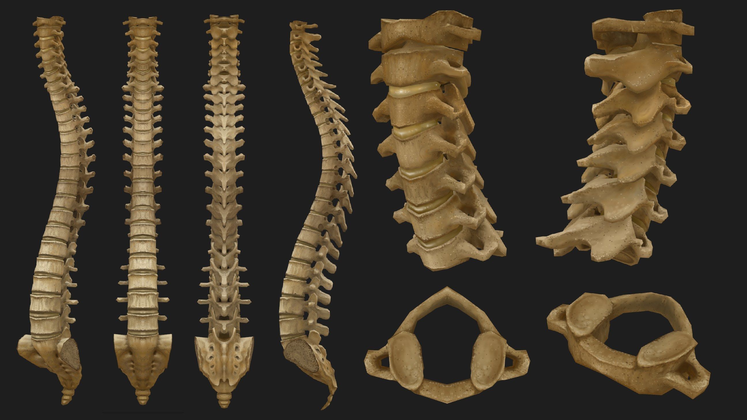 Hand Painted Anatomy model Low-poly 3D model_46