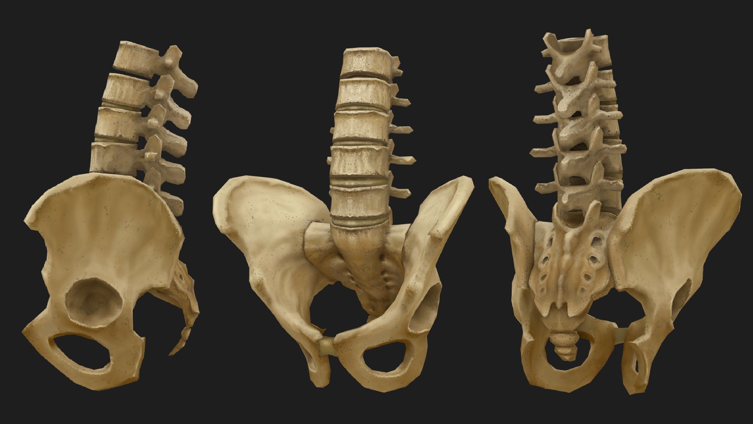 Hand Painted Anatomy model Low-poly 3D model_6