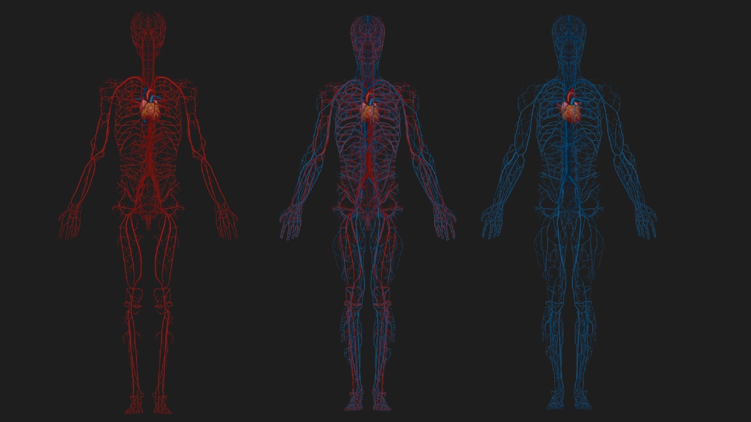 Hand Painted Anatomy model Low-poly 3D model_25