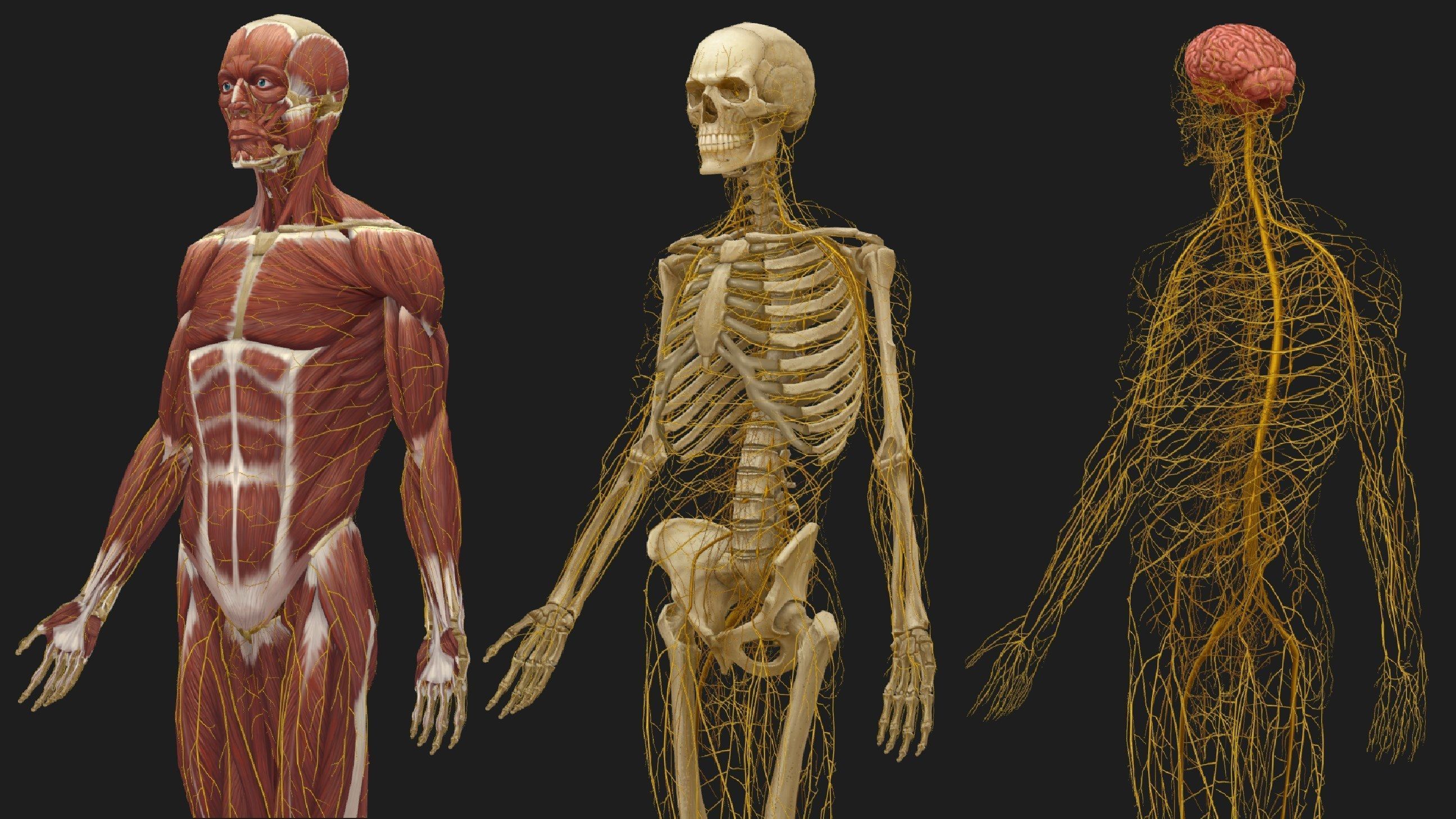 Hand Painted Anatomy model Low-poly 3D model_31