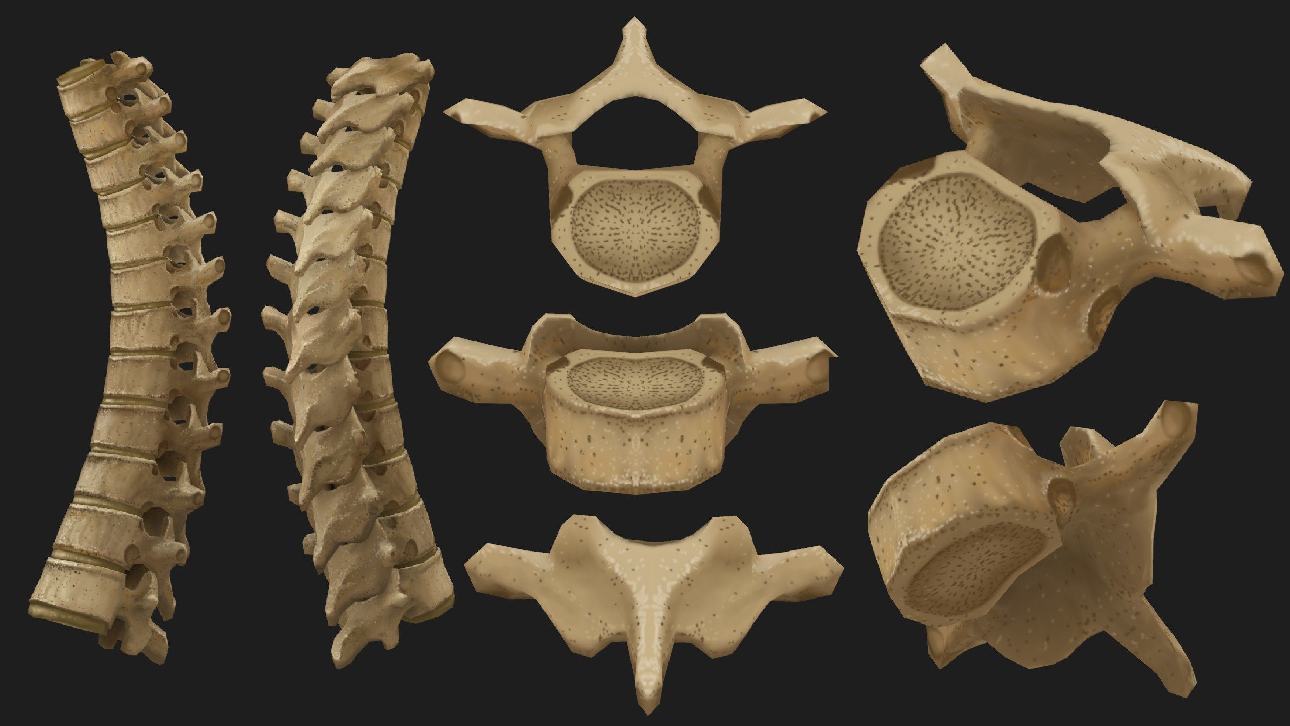 Hand Painted Anatomy model Low-poly 3D model_4