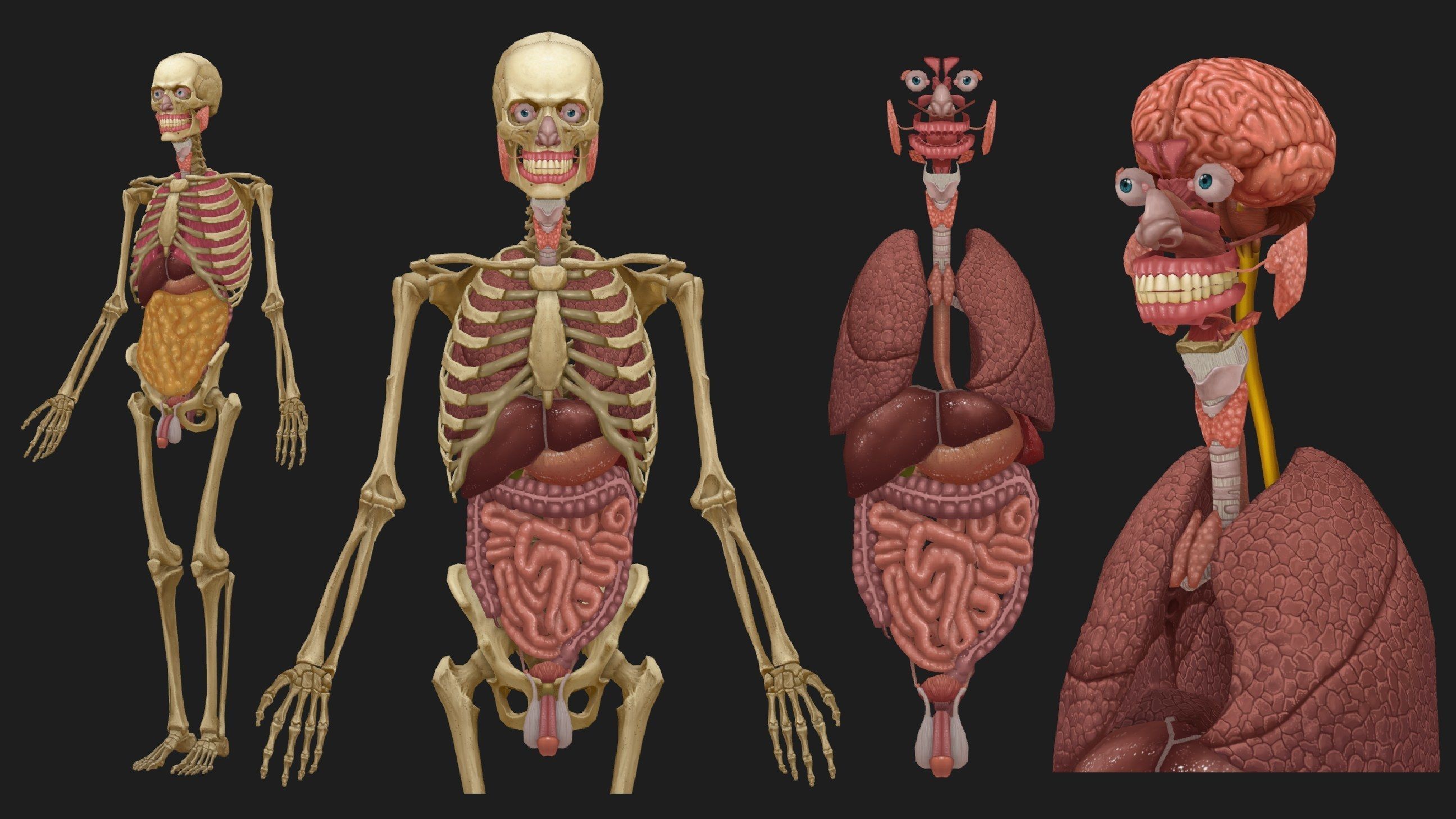 Hand Painted Anatomy model Low-poly 3D model_39