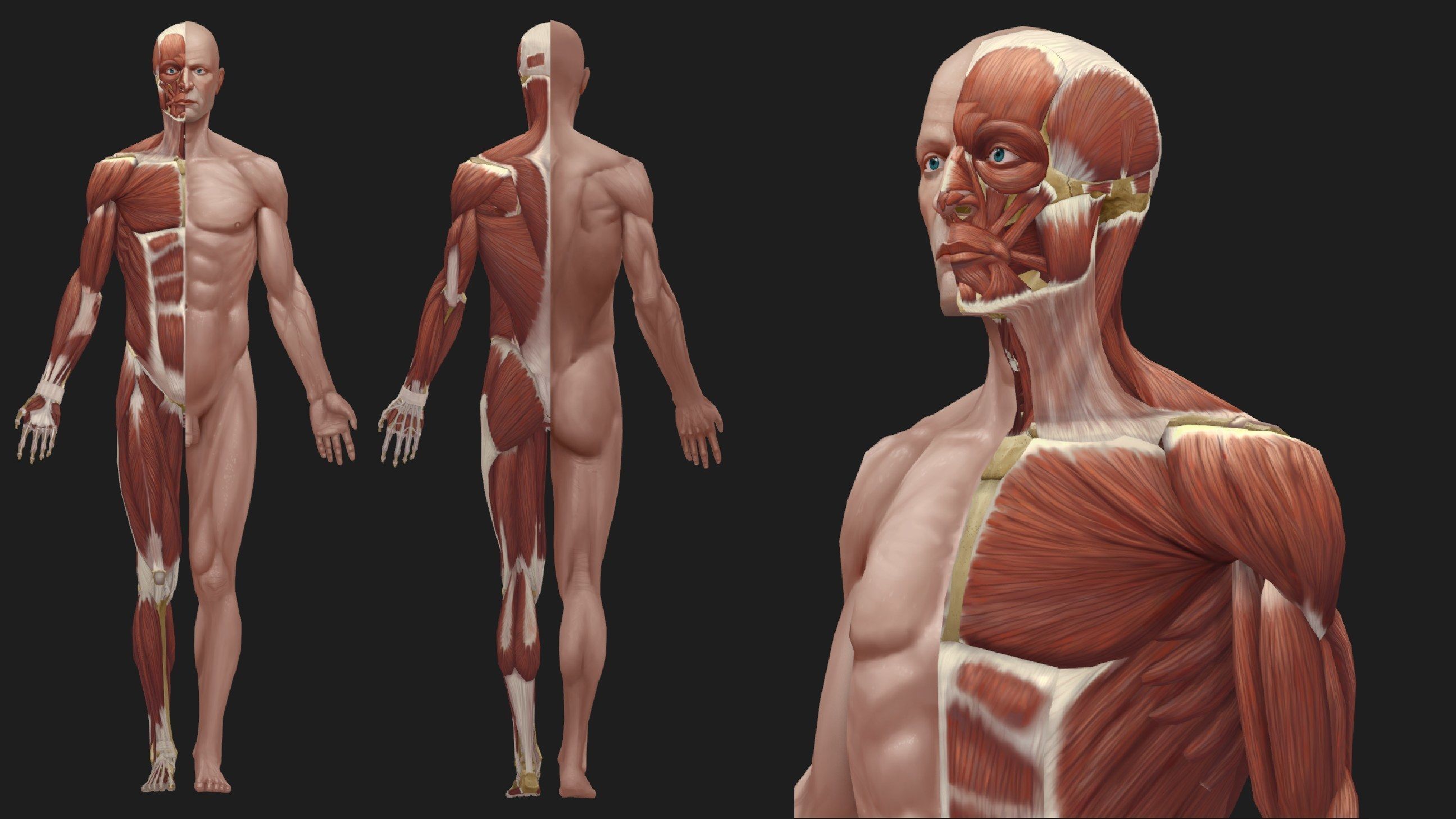 Hand Painted Anatomy model Low-poly 3D model_16
