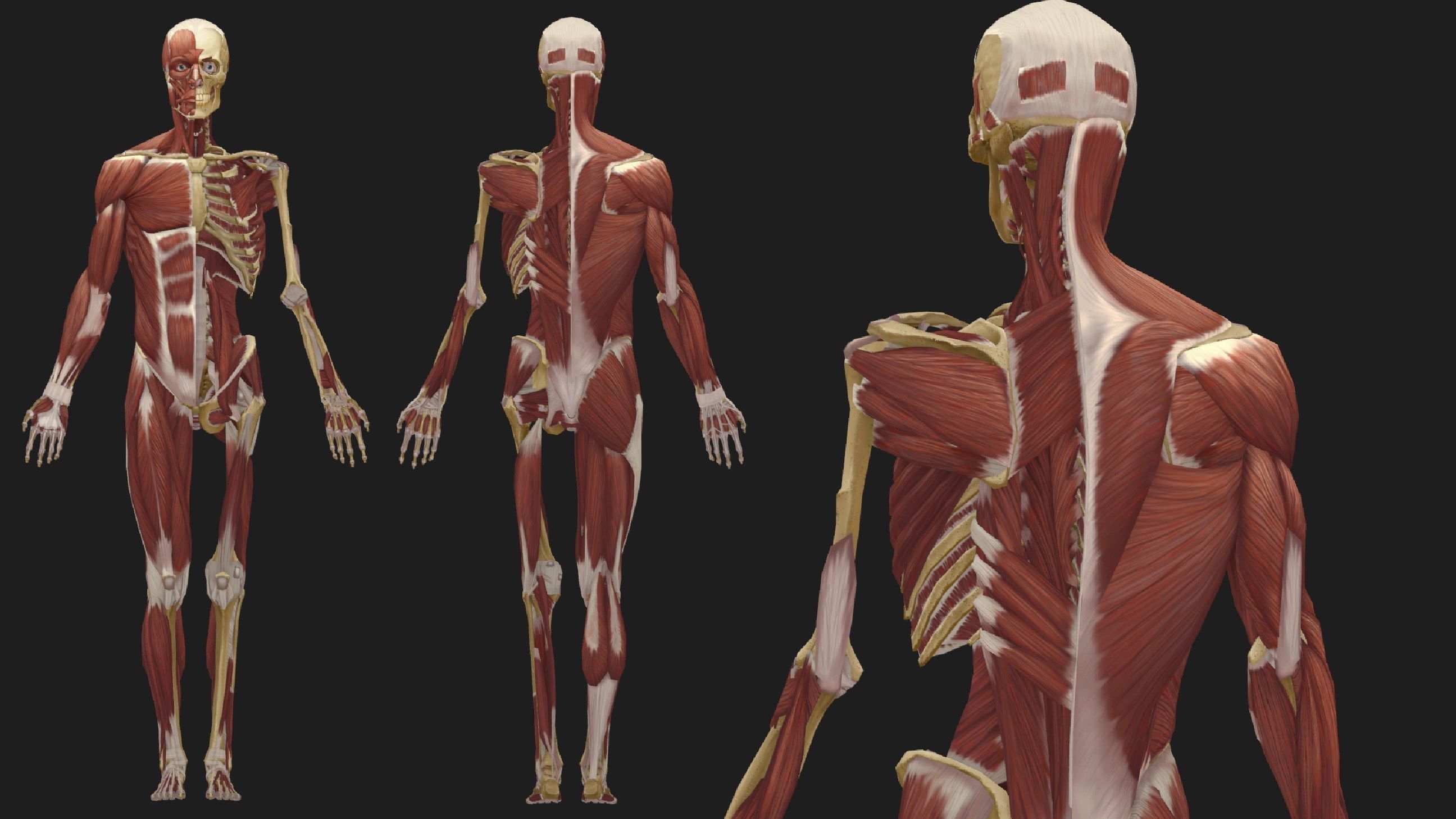 Hand Painted Anatomy model Low-poly 3D model_20