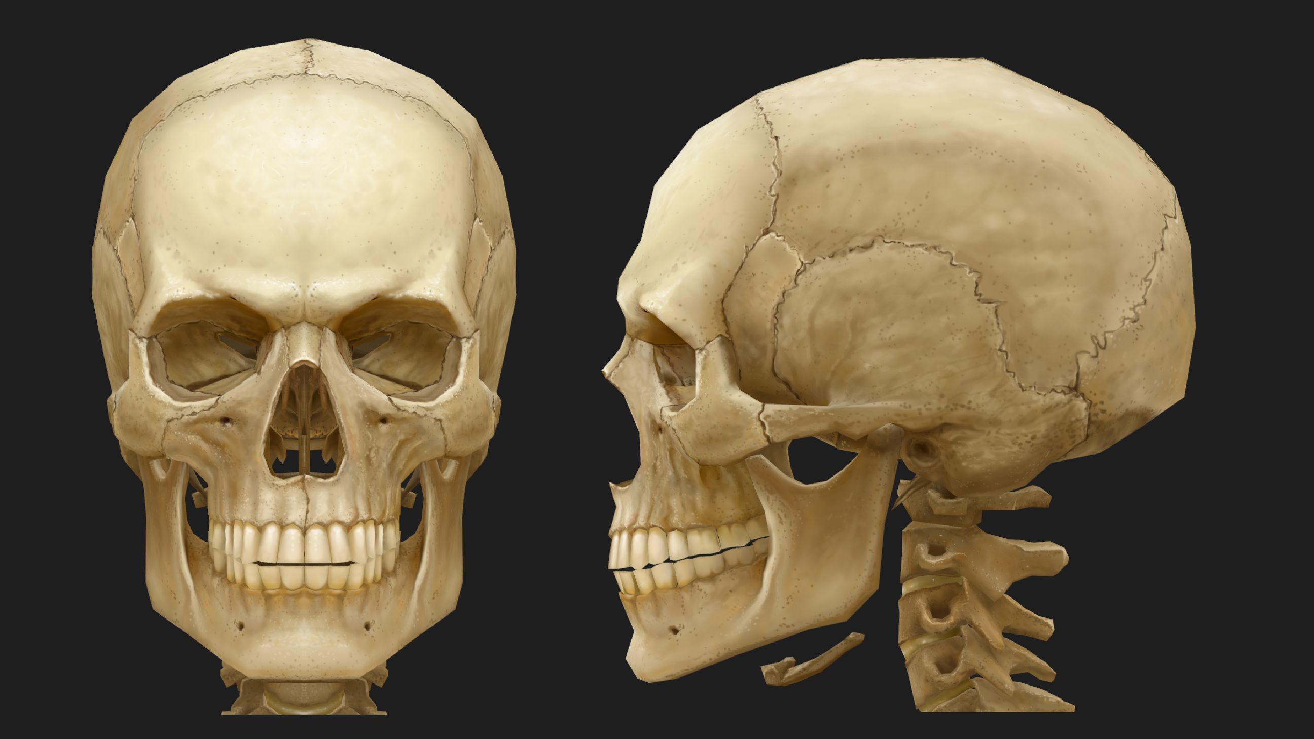 Hand Painted Anatomy model Low-poly 3D model_43