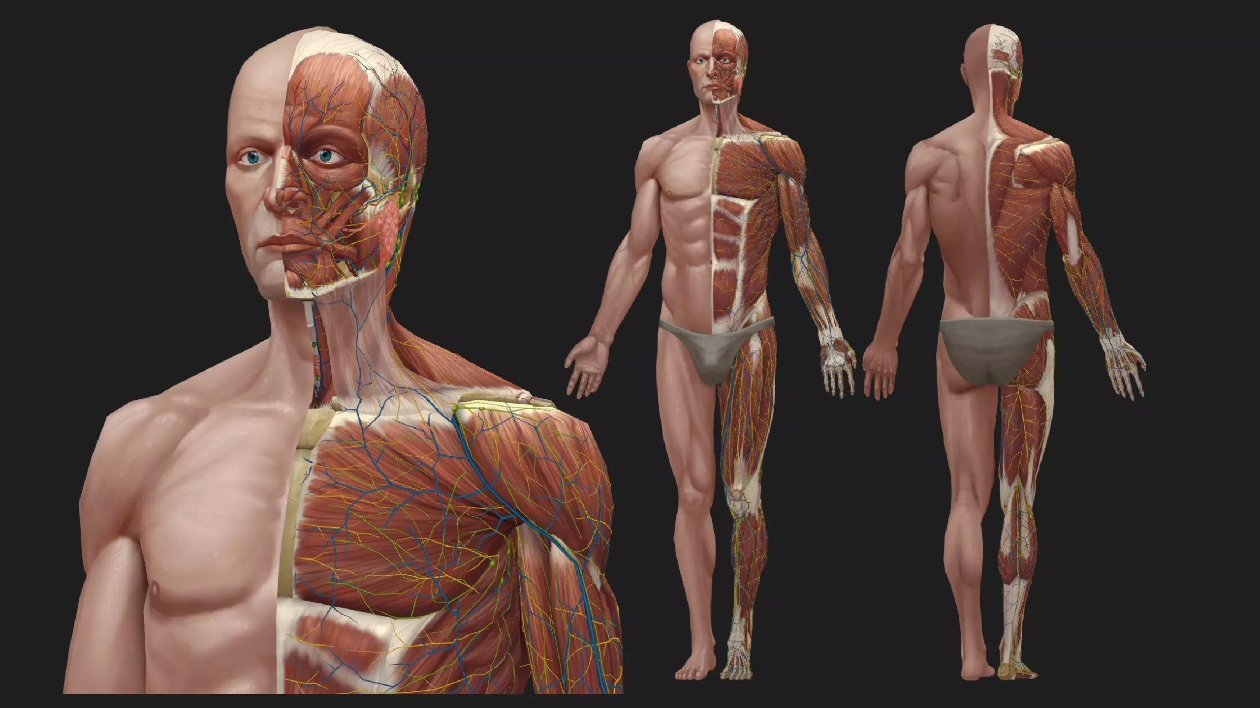 Hand Painted Anatomy model Low-poly 3D model_0