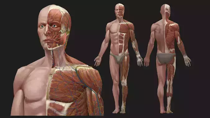 Hand Painted Anatomy model Low-poly 3D model