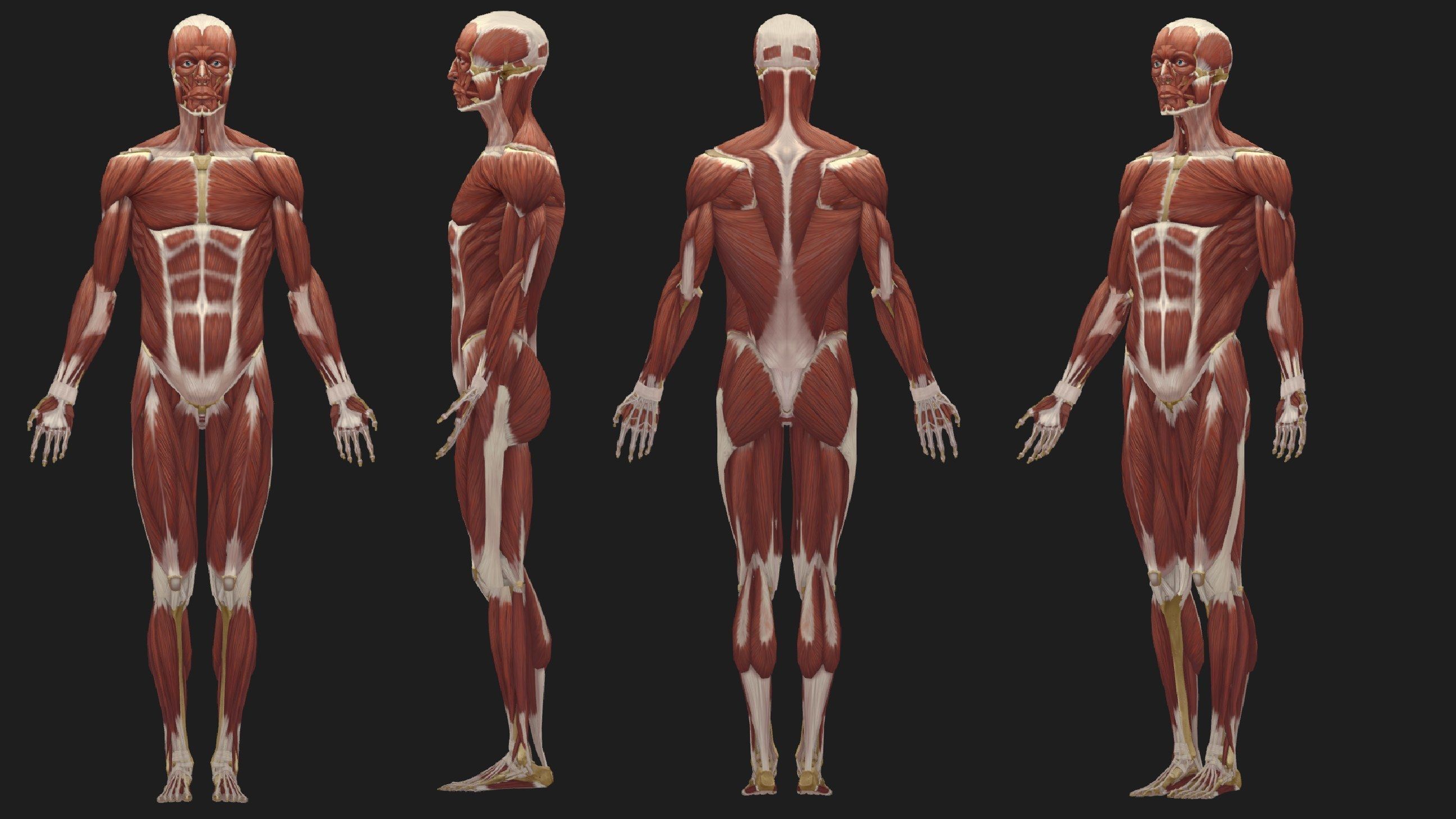 Hand Painted Anatomy model Low-poly 3D model_14