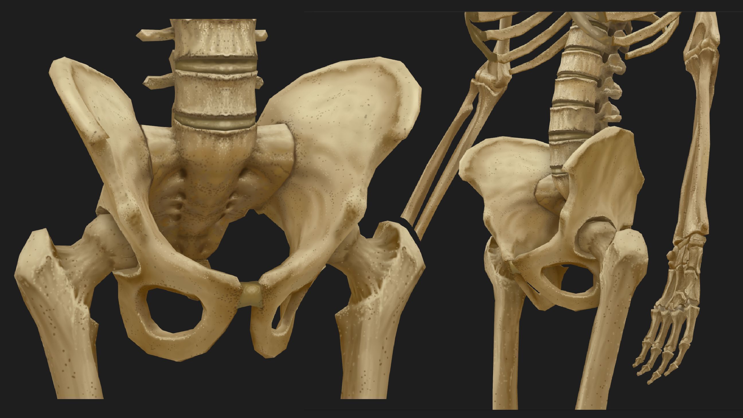 Hand Painted Anatomy model Low-poly 3D model_42