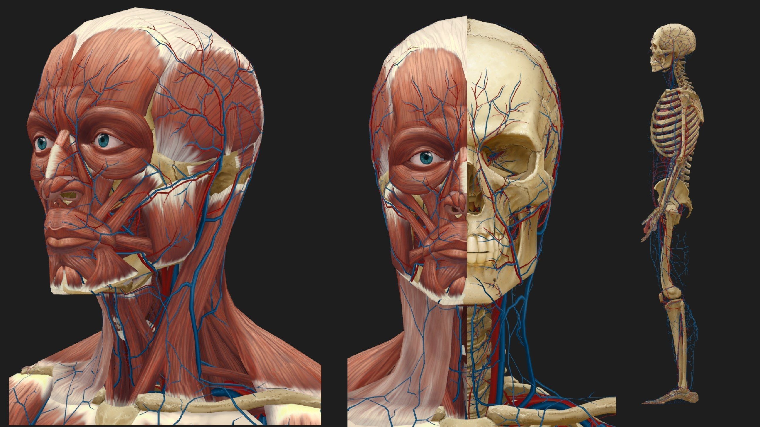 Hand Painted Anatomy model Low-poly 3D model_28
