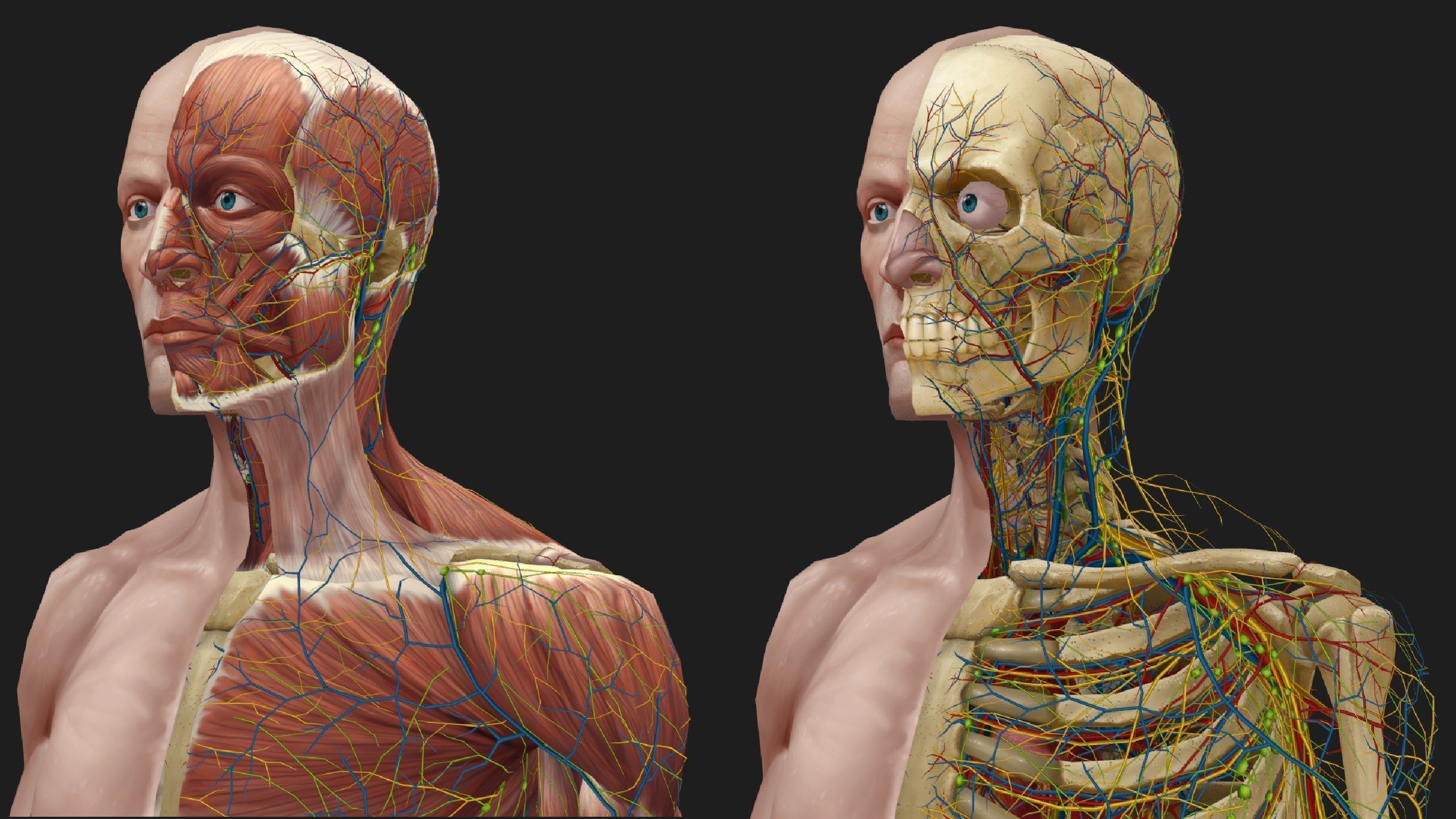Hand Painted Anatomy model Low-poly 3D model_37