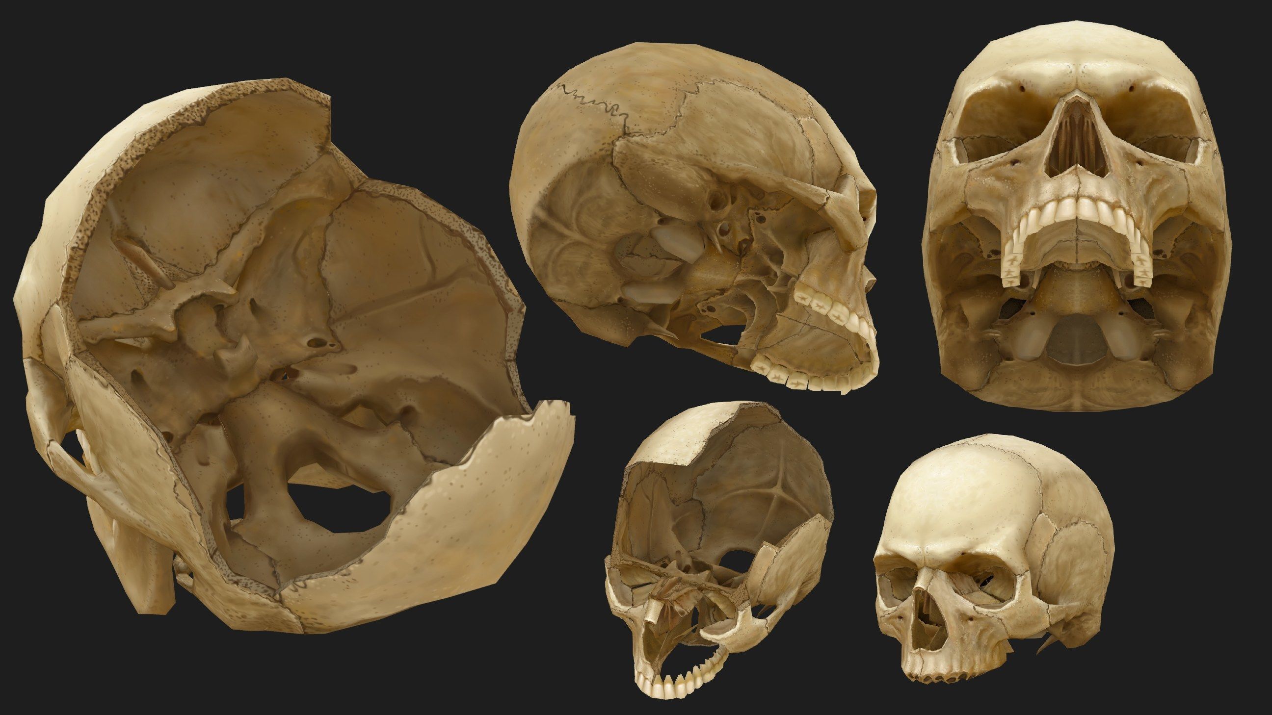 Hand Painted Anatomy model Low-poly 3D model_45