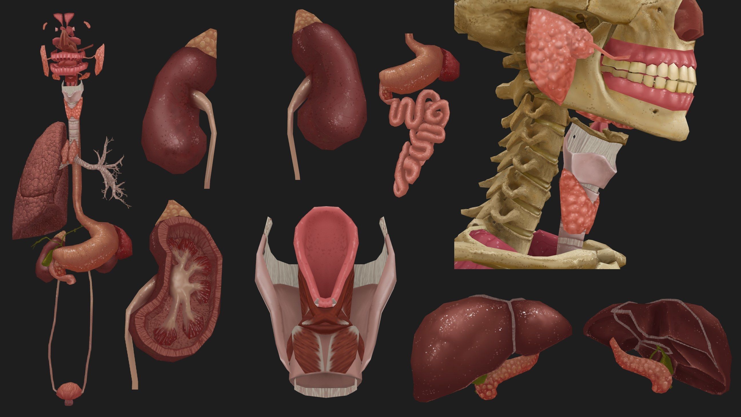 Hand Painted Anatomy model Low-poly 3D model_40