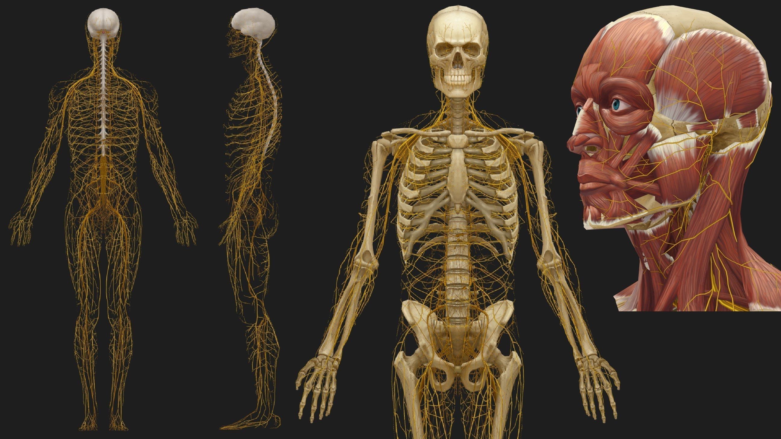 Hand Painted Anatomy model Low-poly 3D model_30