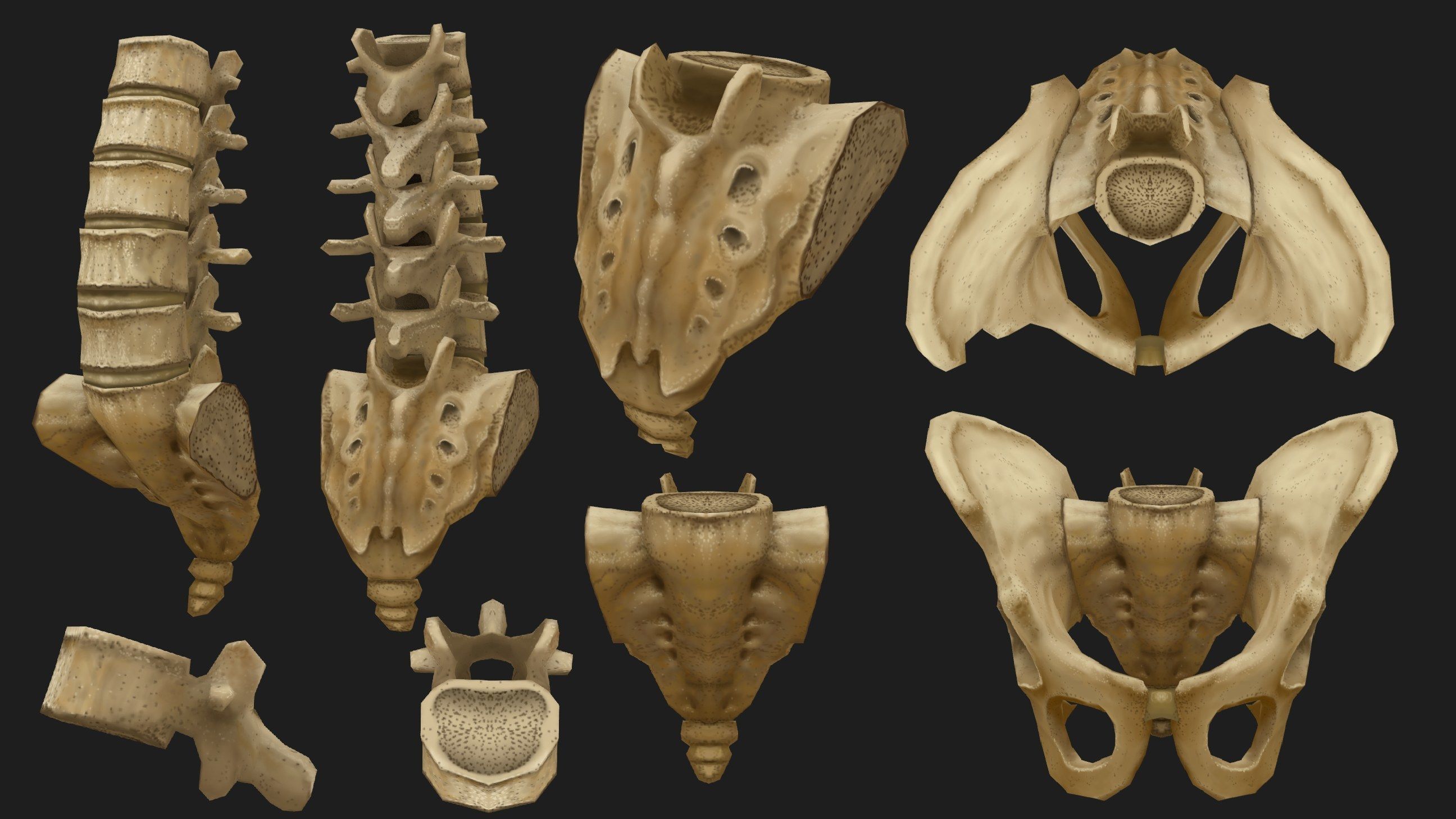 Hand Painted Anatomy model Low-poly 3D model_5