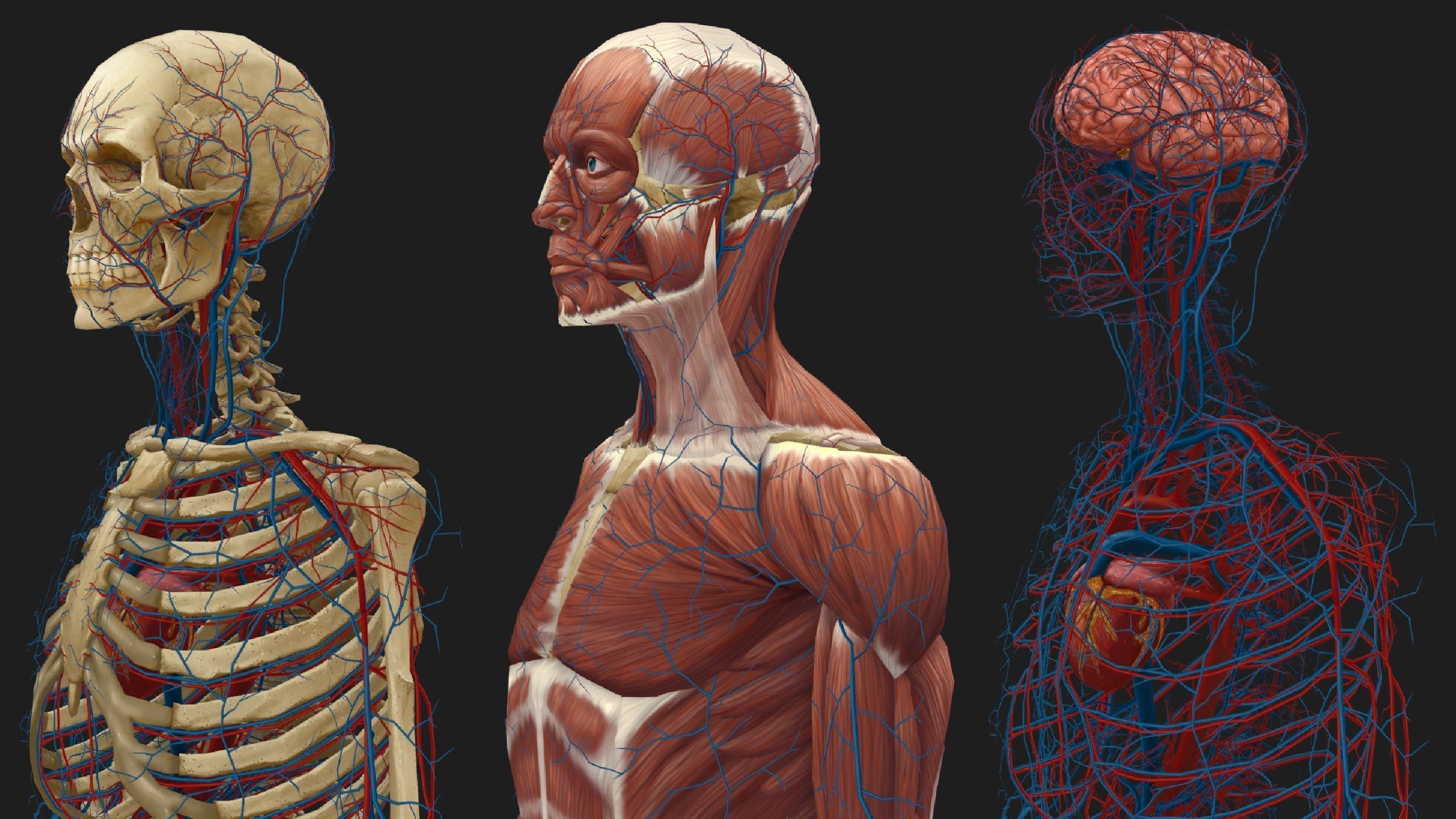 Hand Painted Anatomy model Low-poly 3D model_26