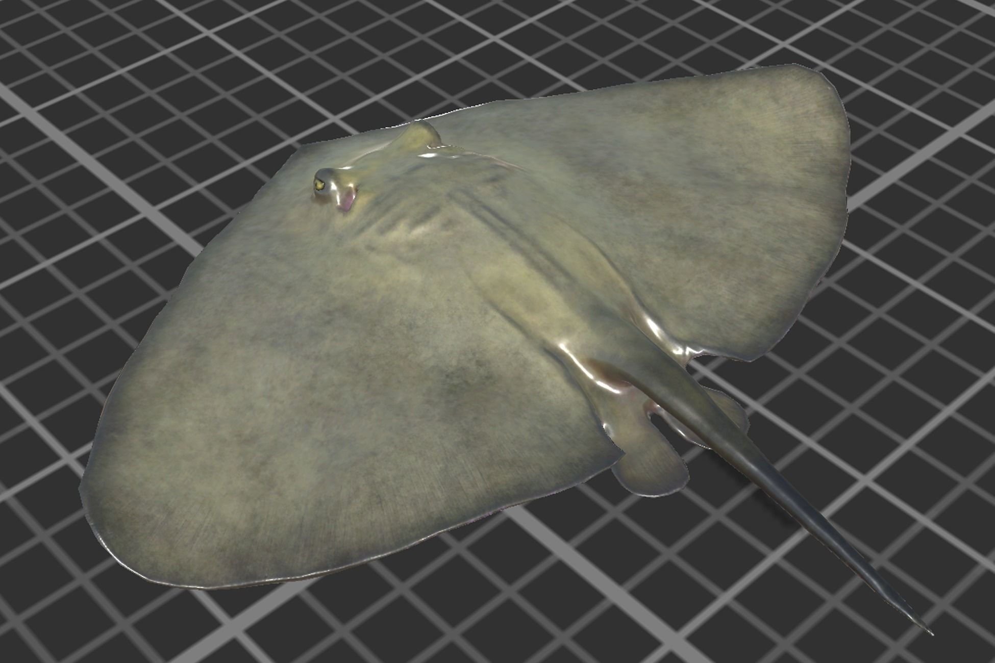 Common Stingray Low-poly 3D model_5