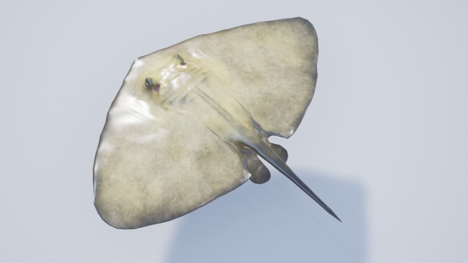 Common Stingray Low-poly 3D model_10