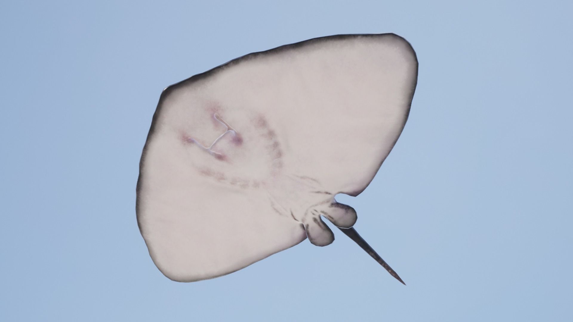 Common Stingray Low-poly 3D model_12