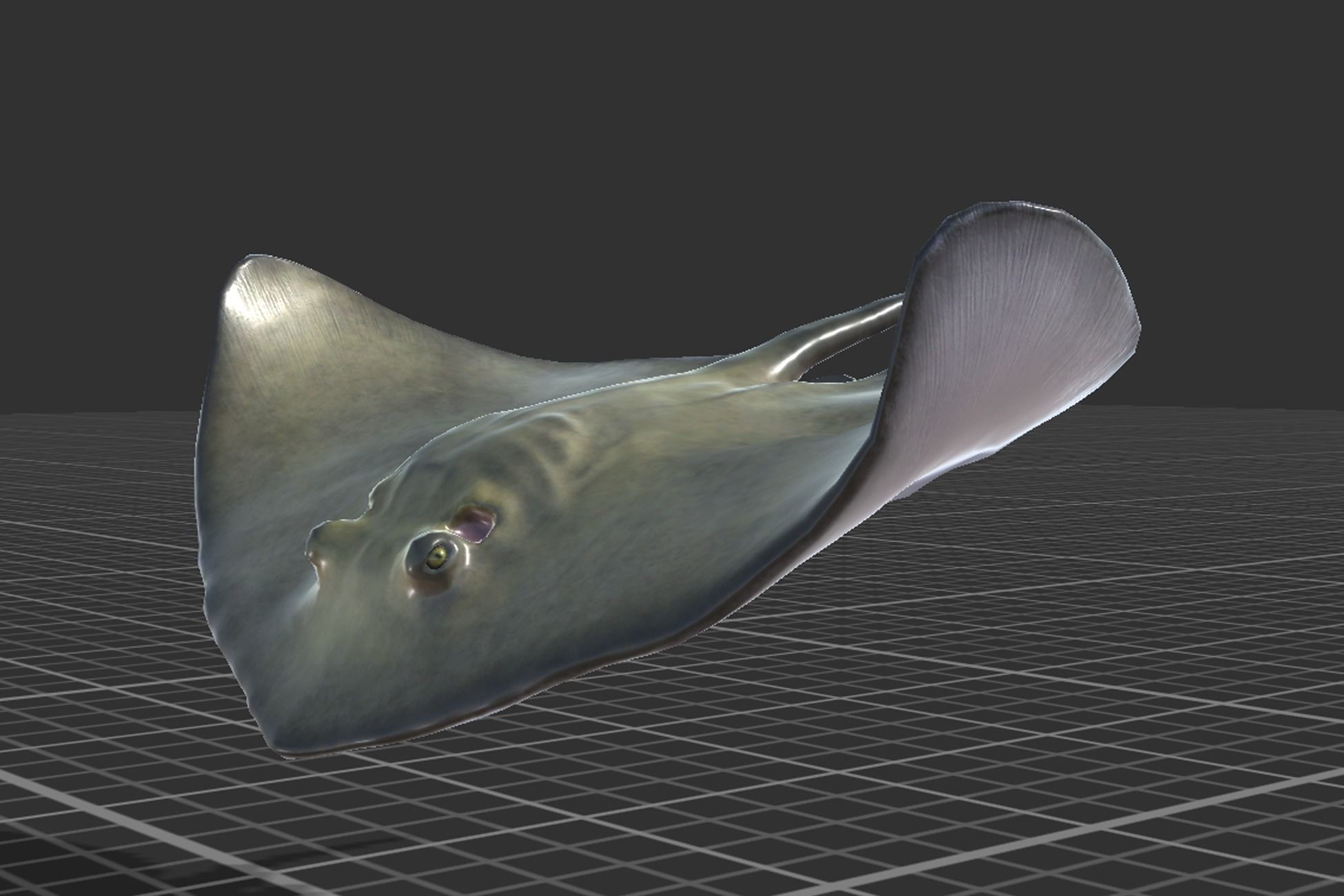 Common Stingray Low-poly 3D model_7