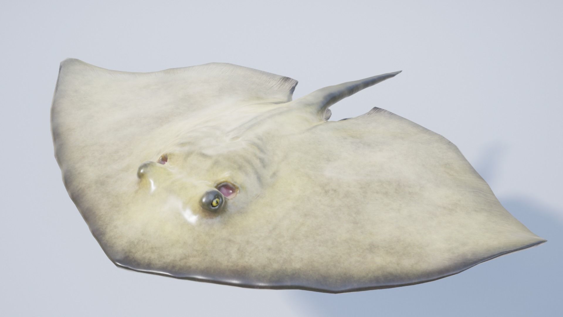 Common Stingray Low-poly 3D model_14