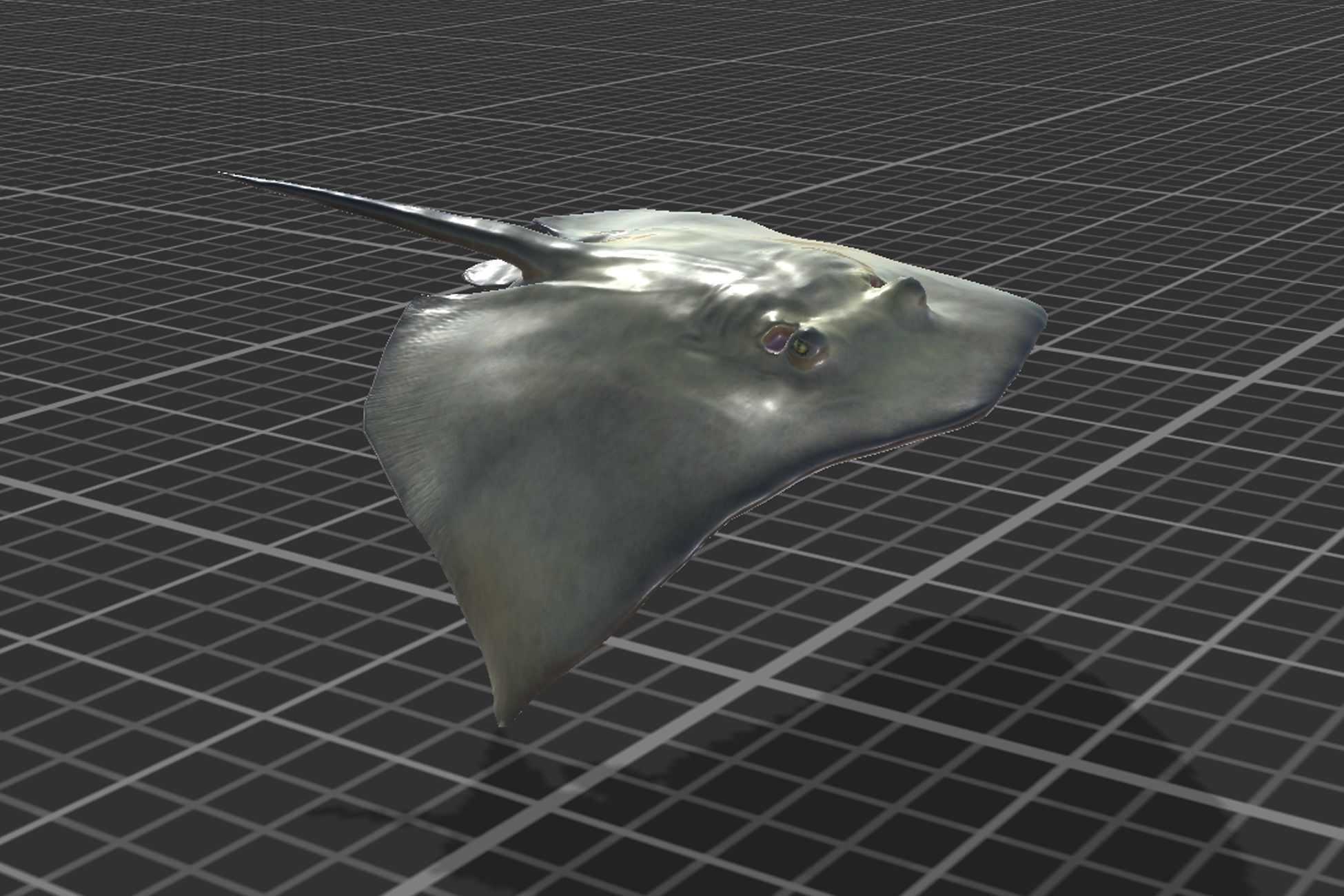 Common Stingray Low-poly 3D model_8