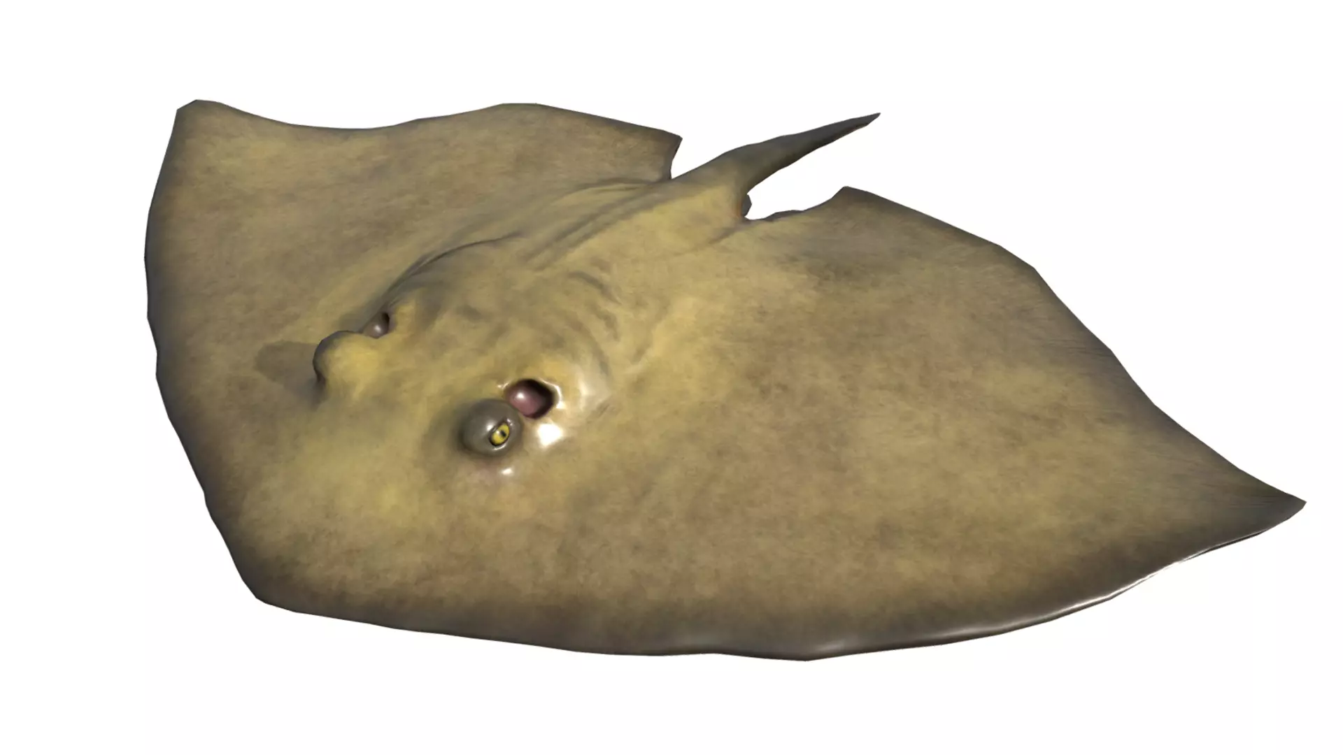 Common Stingray Low-poly 3D model_0