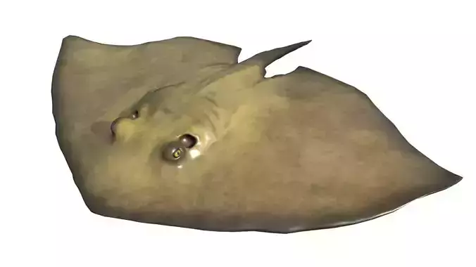 Common Stingray Low-poly 3D model