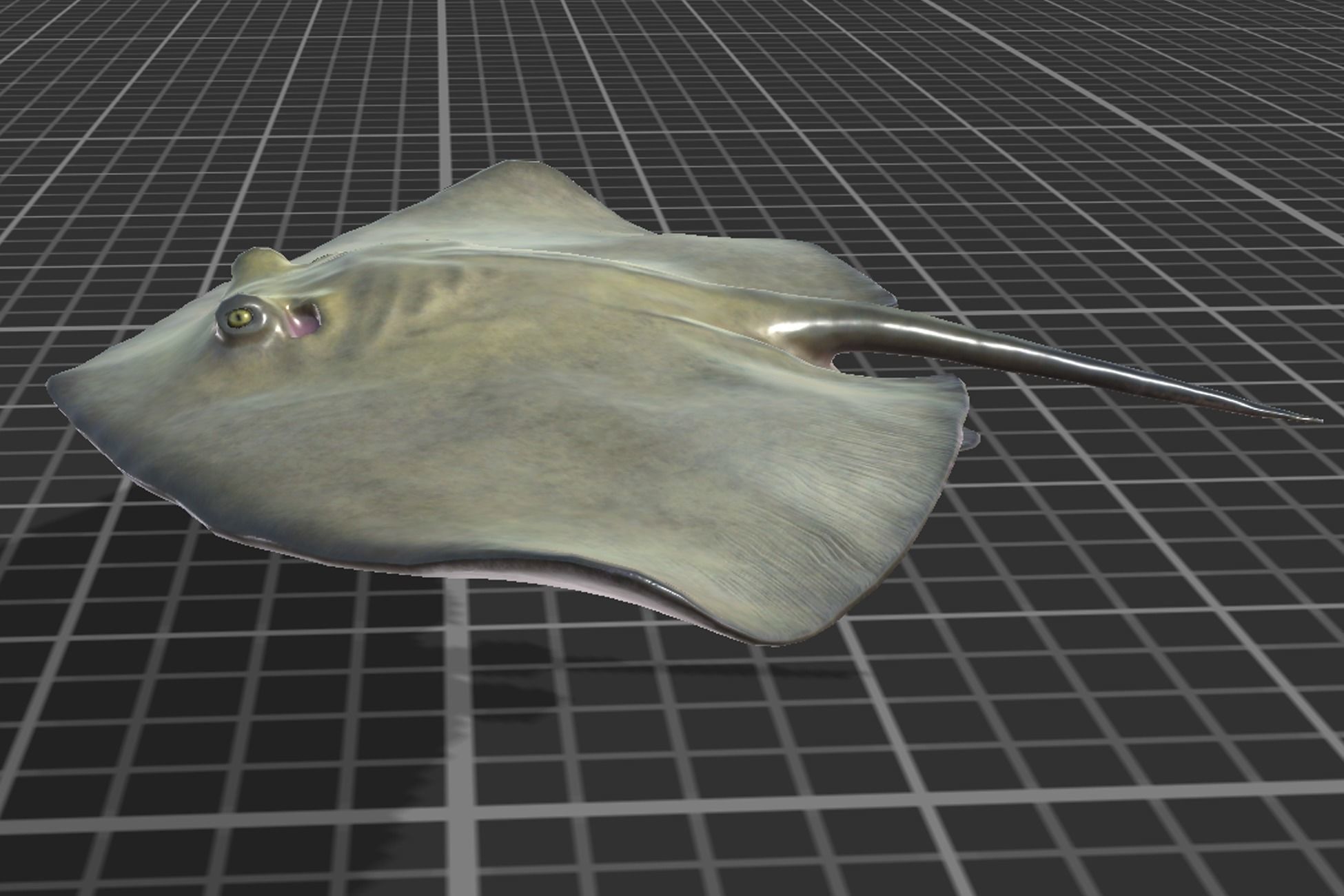Common Stingray Low-poly 3D model_3