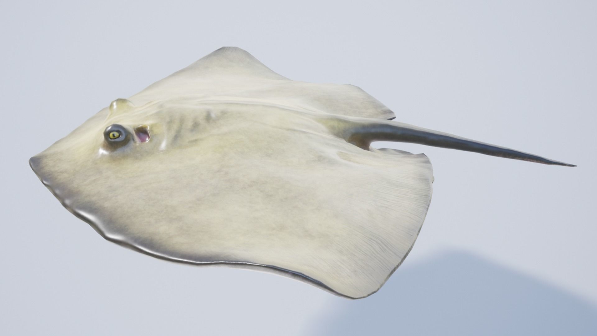 Common Stingray Low-poly 3D model_9