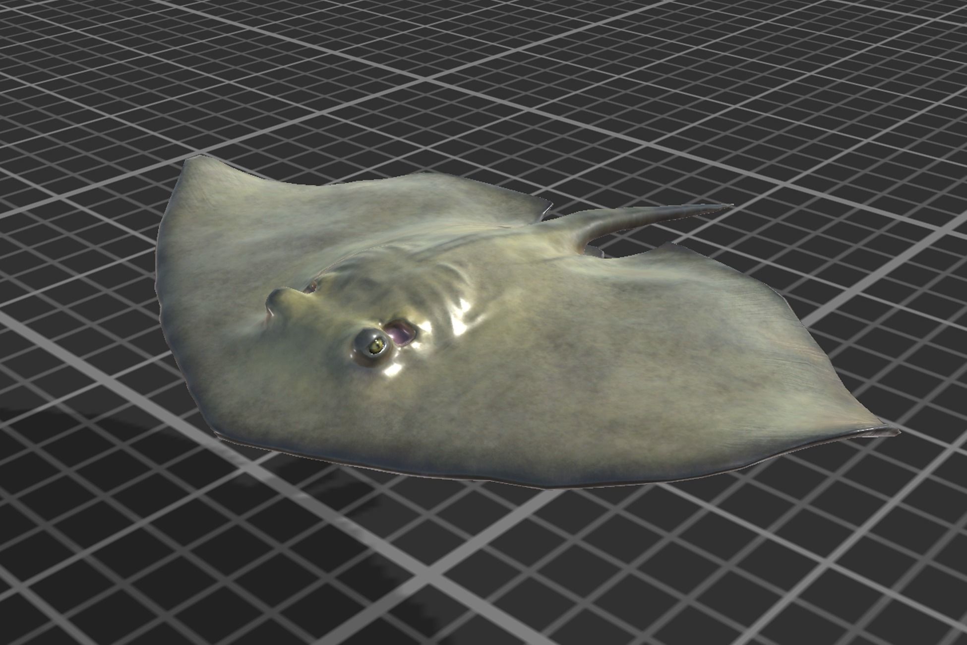 Common Stingray Low-poly 3D model_4