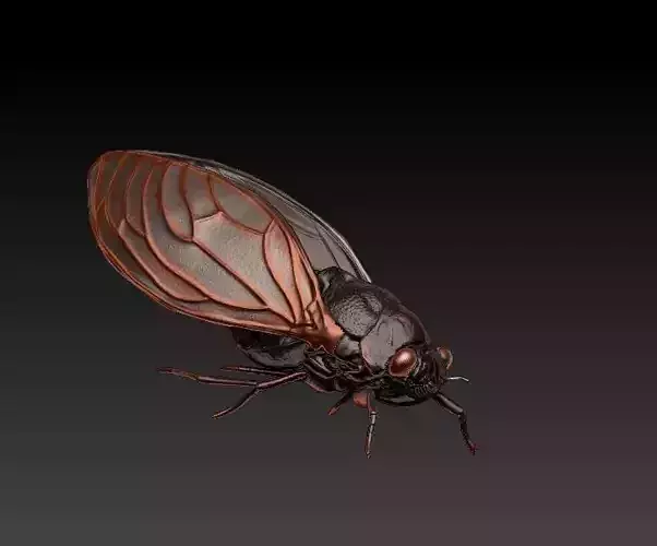 cicada fly 3D print model