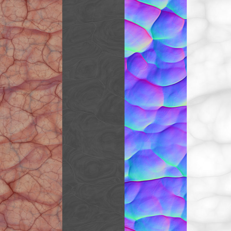 Anatomy Brain Nervous Cerebrum System 3D model_5