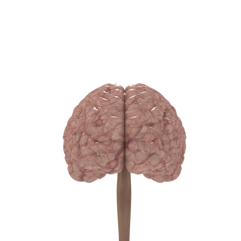 Anatomy Brain Nervous Cerebrum System 3D model_1