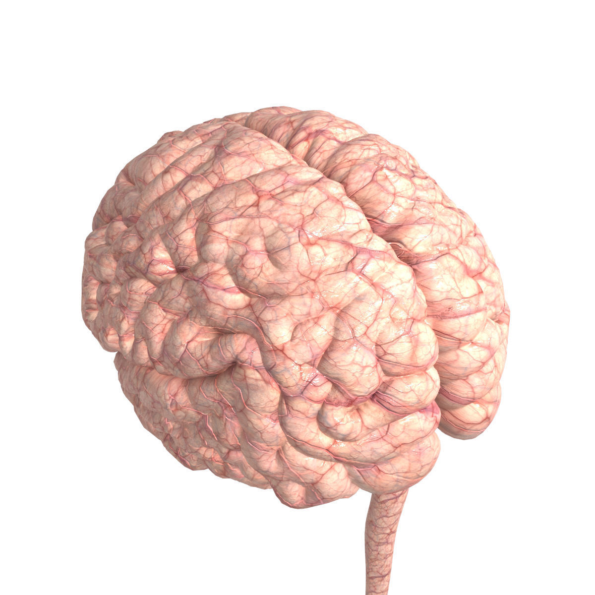 Anatomy Brain Nervous Cerebrum System 3D model_6
