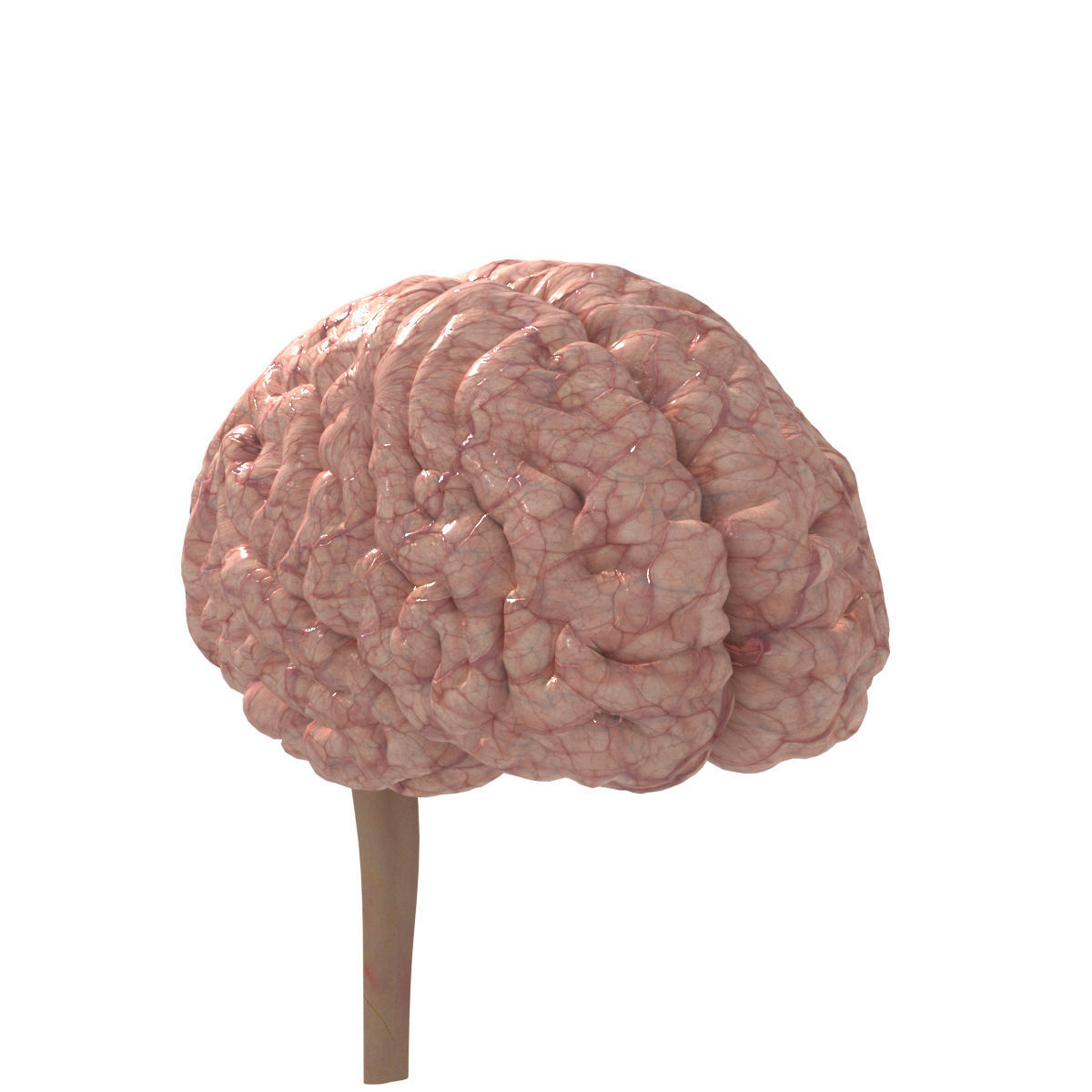 Anatomy Brain Nervous Cerebrum System 3D model_3
