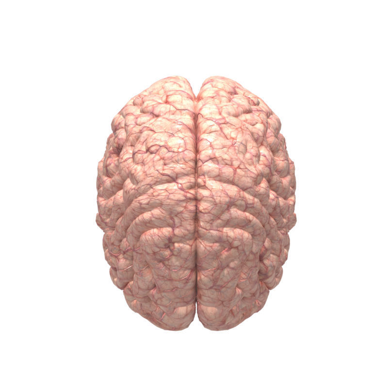 Anatomy Brain Nervous Cerebrum System 3D model_2