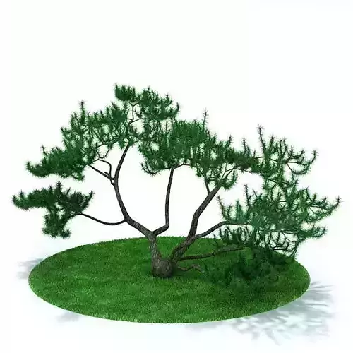 Conifer Tree 3D model
