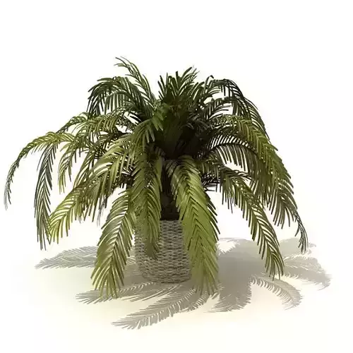 Palm Tree In A Basket
