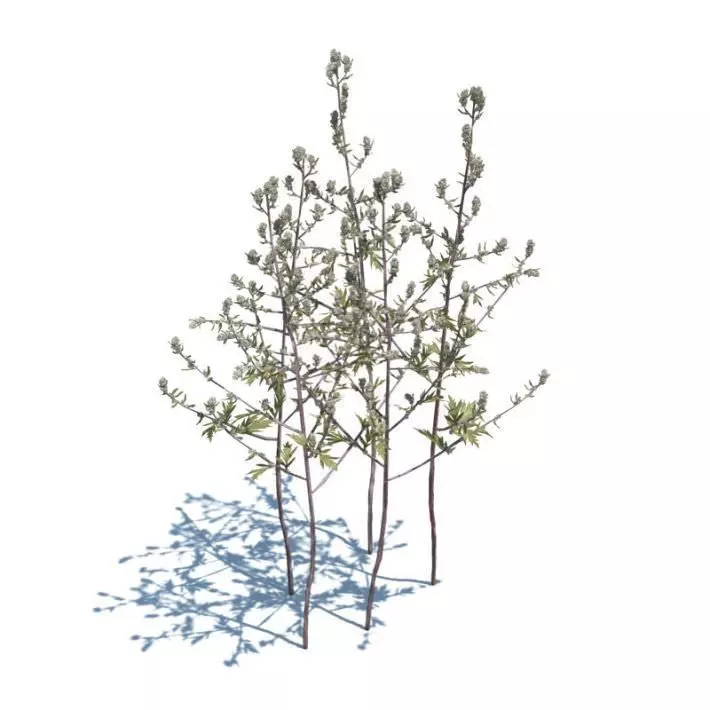 Set Of Tall Amd Thin Leafy Trees 3D model_0