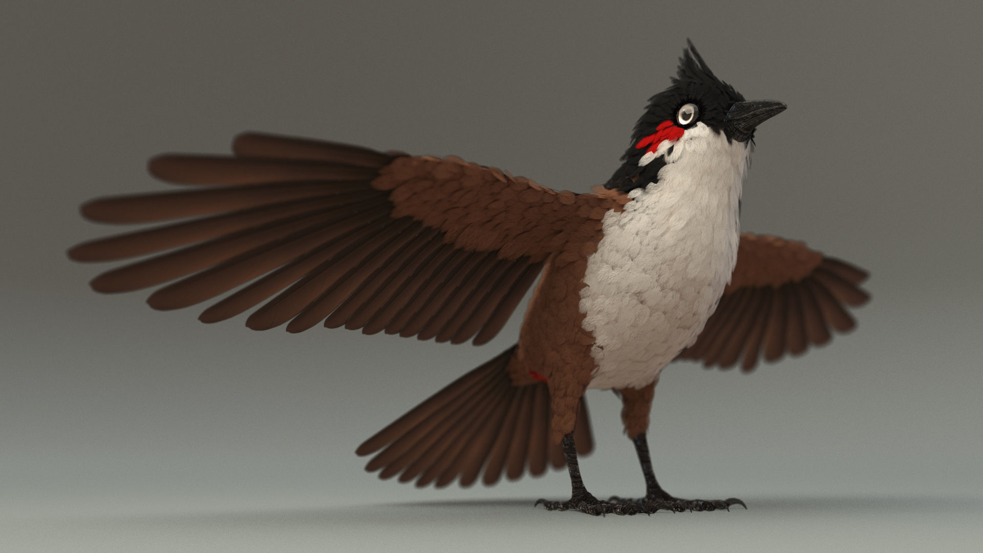 Bird bird sparrows binding model 3D model_1