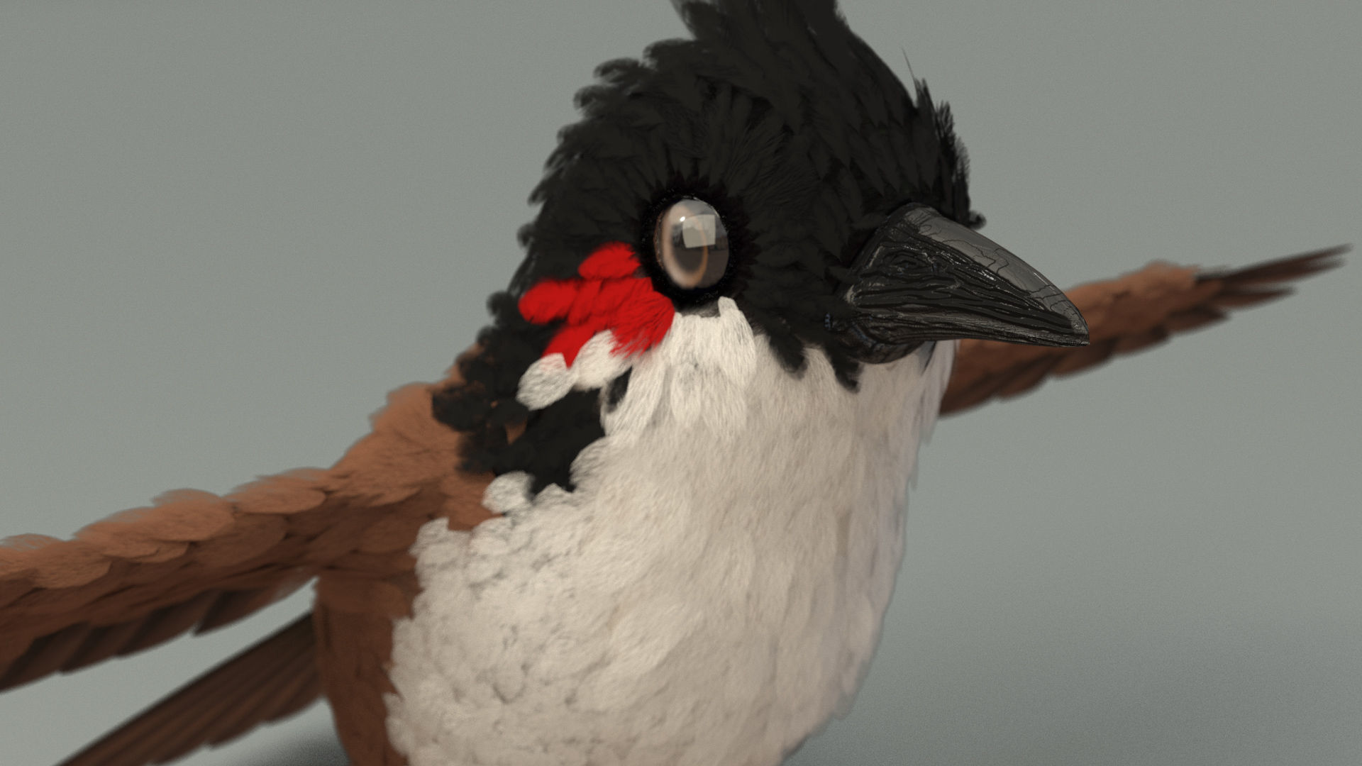 Bird bird sparrows binding model 3D model_3